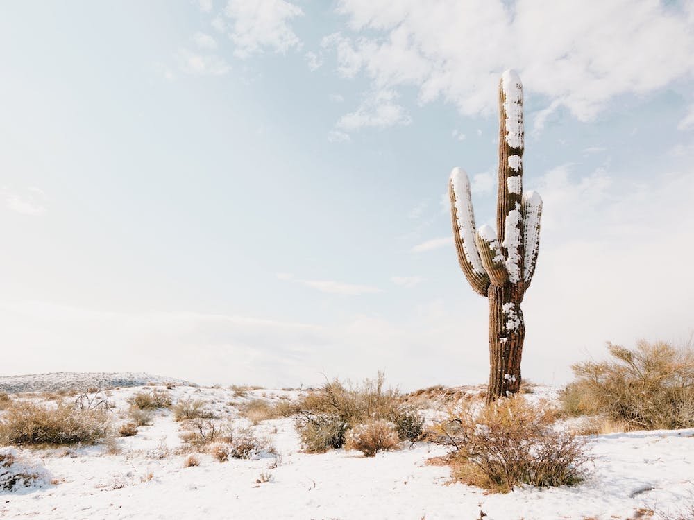 Desert Snow