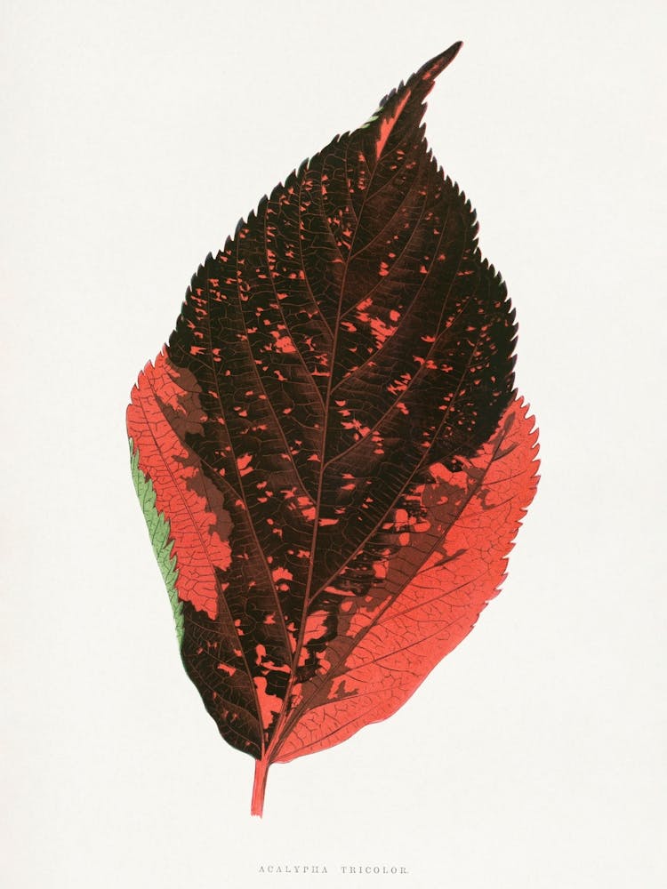 Vintage Botanical _2643224