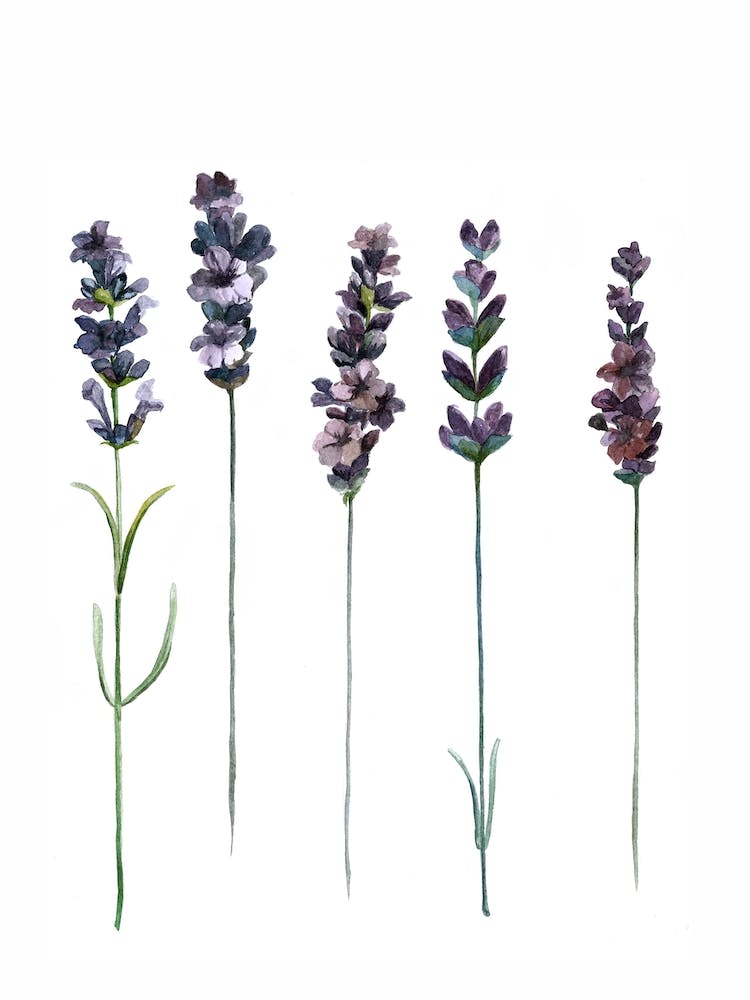 Botanical Illustration Lavendula Angustifolia Line