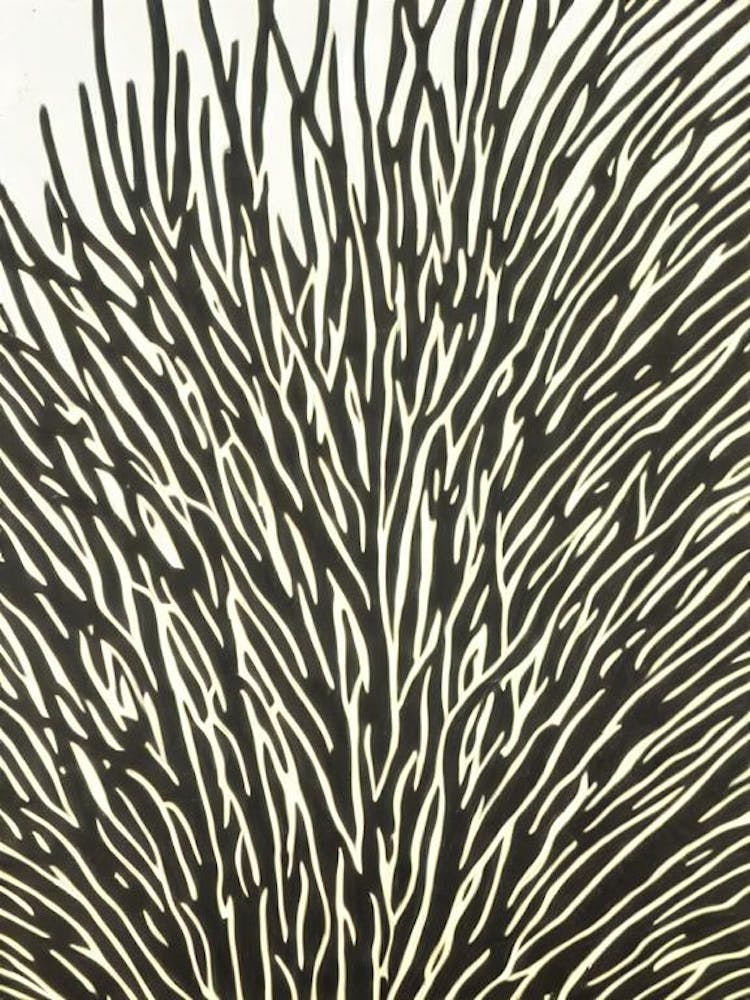 Acropora Lokani Linogravure