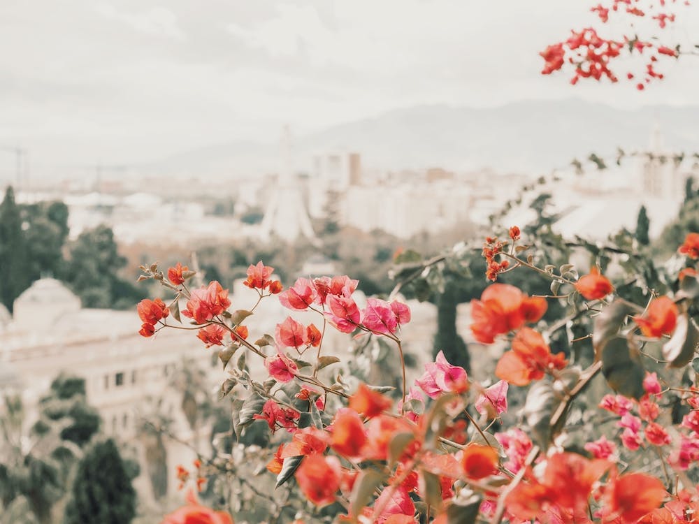 Fleurs Espagnoles Roses