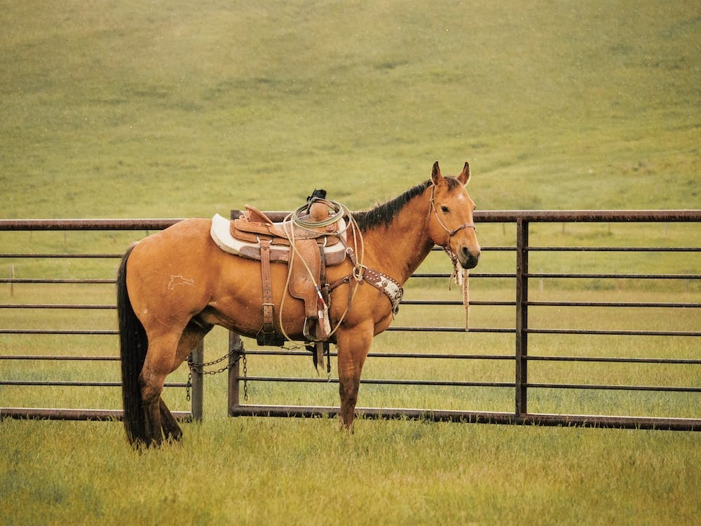 Horse Saddled To Ride