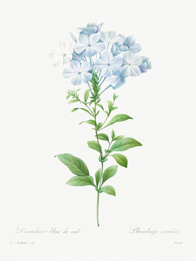 Plumbago Caerulea, Pierre Joseph Redoute