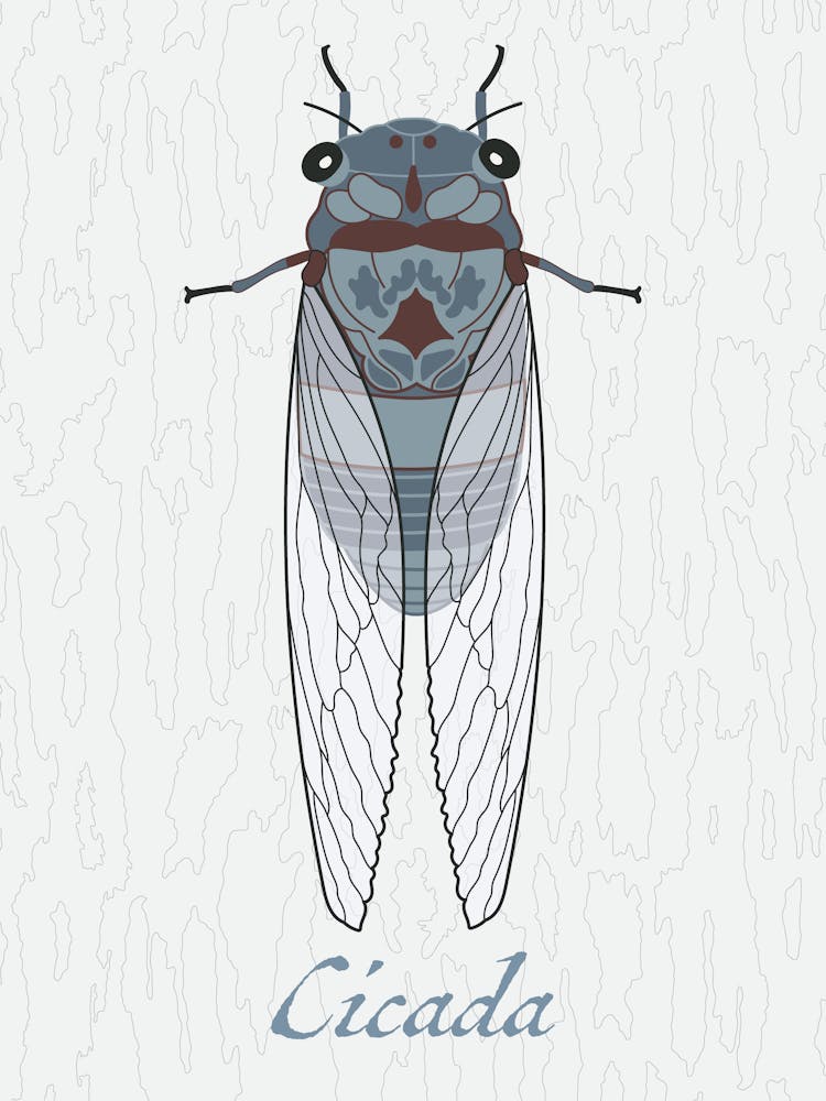 Cicada Bug Insect Australia Beetle 4