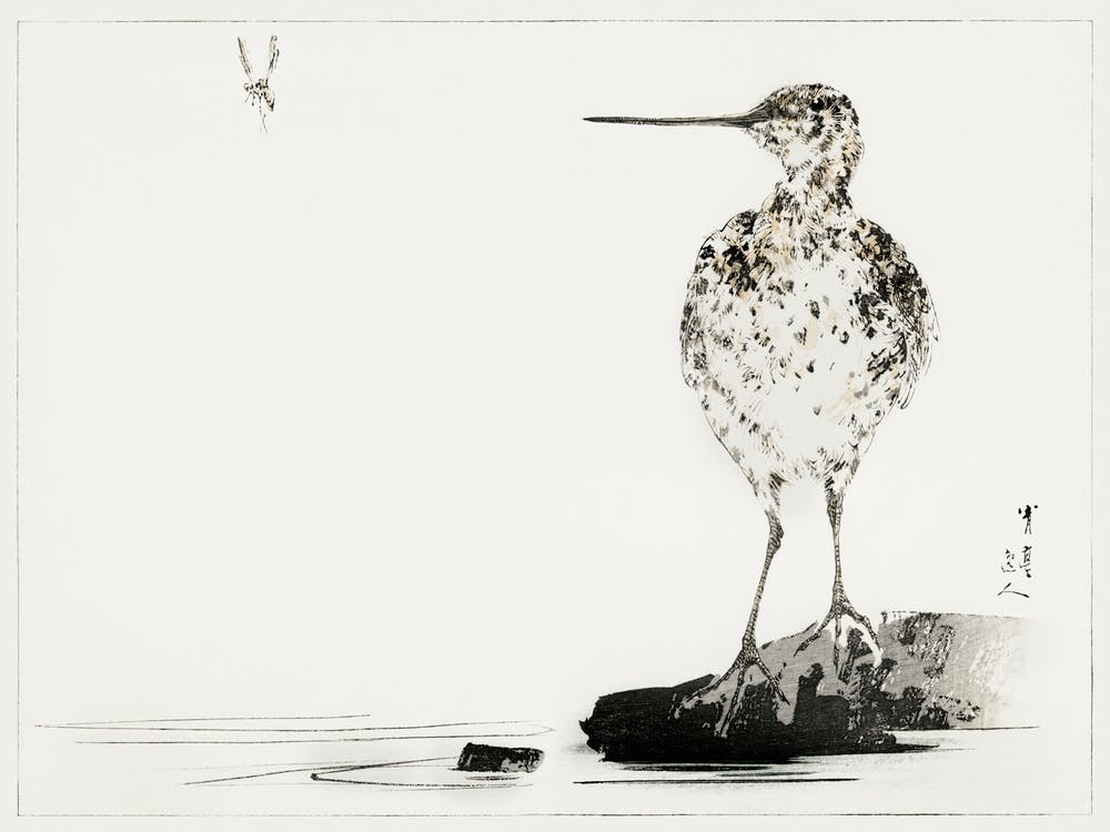 Common Snipe, Illustration From Bijutsu Sekai (1893 1896), Watanabe Seitei