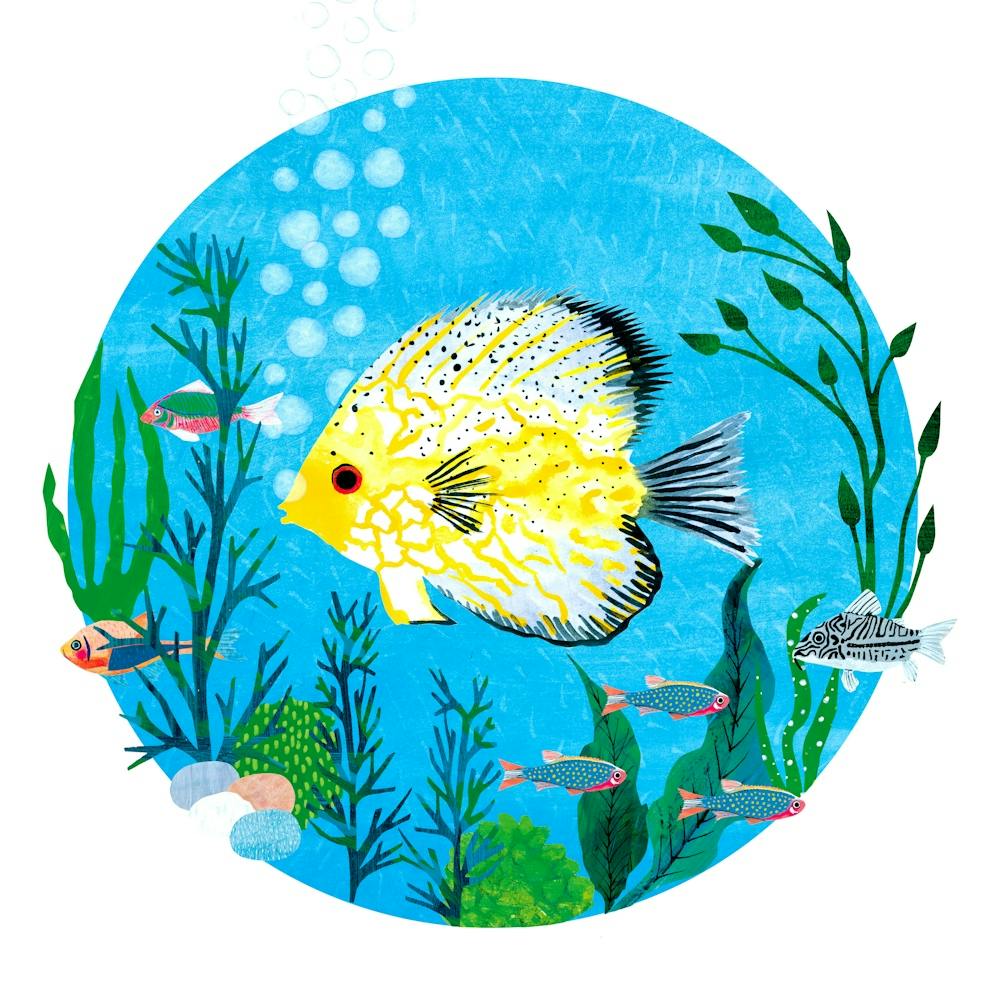 Yellow Discus Fish