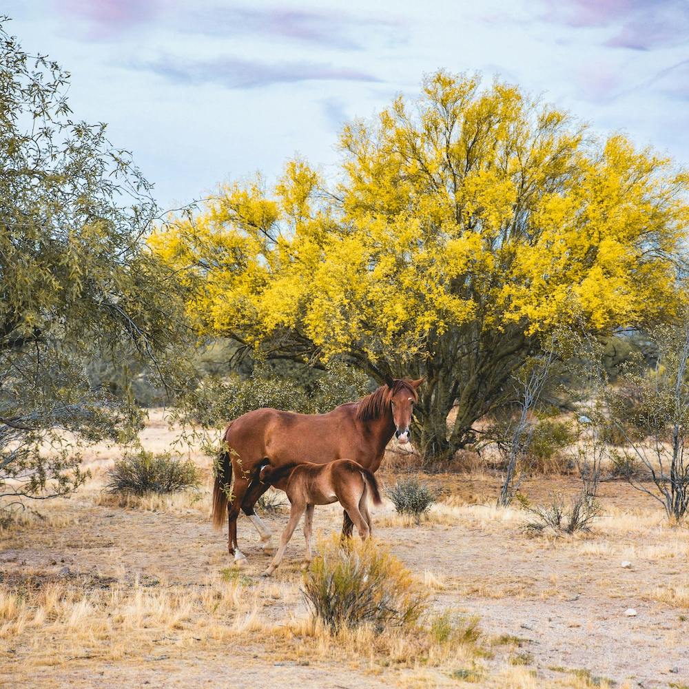 Wild Horse 1 Square