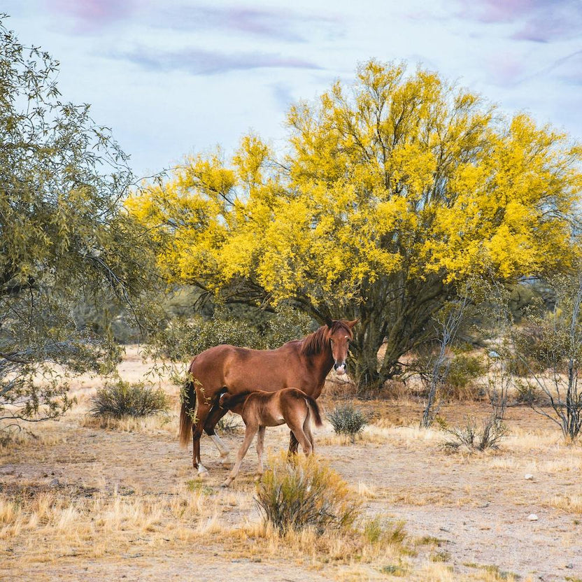 Wild Horse 1 Square