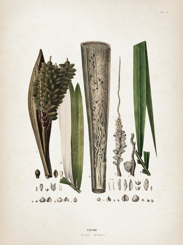 Vintage Martius 5 Cocos Comosa