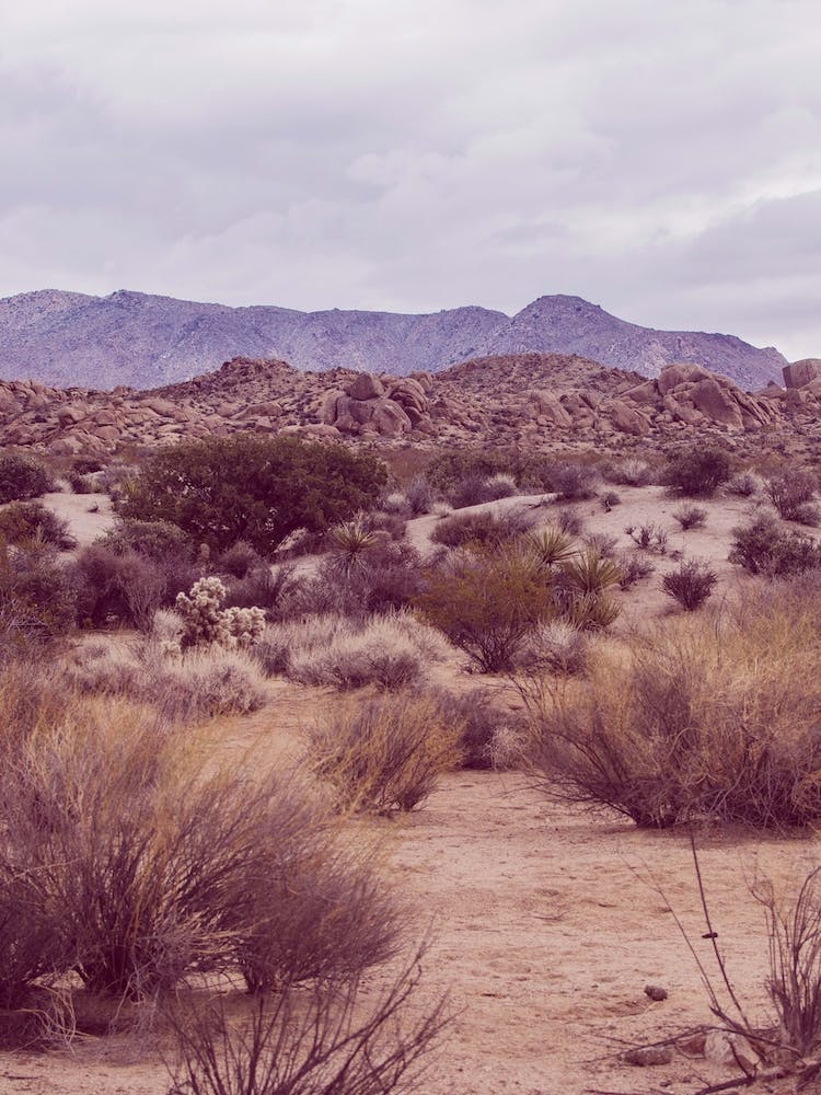 Antelope Valley California