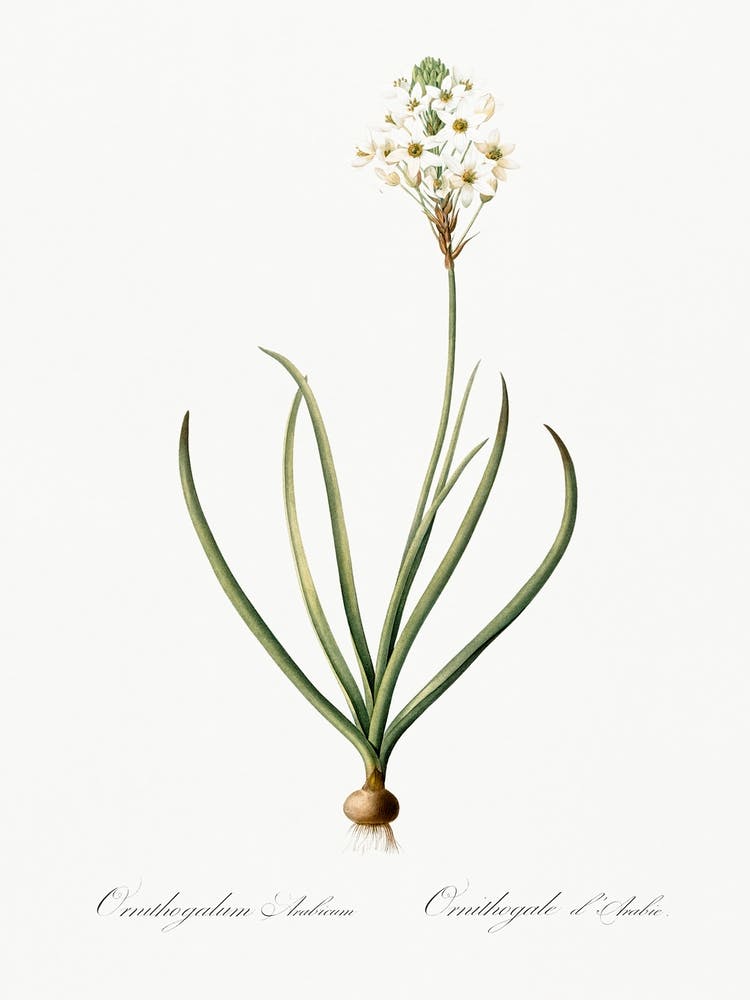 Arabian Starflower Illustration From Les Liliacées (1805), Pierre Joseph Redoute