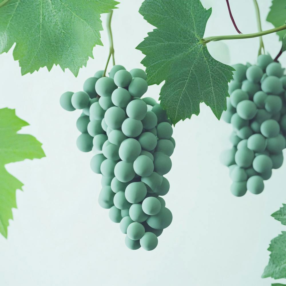 Grapes On A Vine