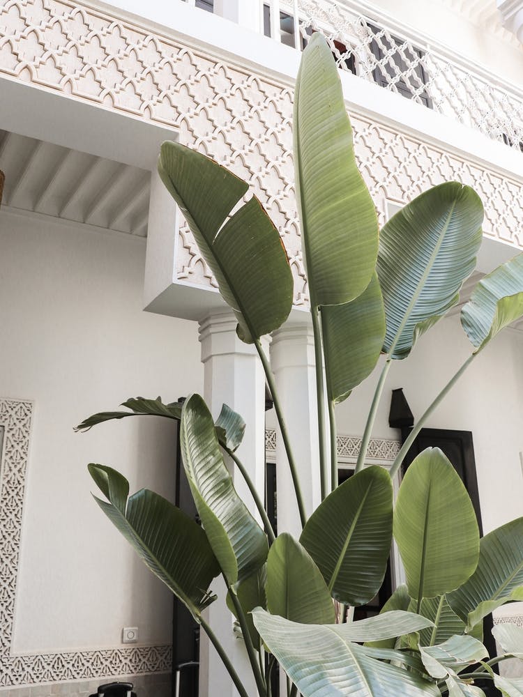 Banana Leafs Marrakech