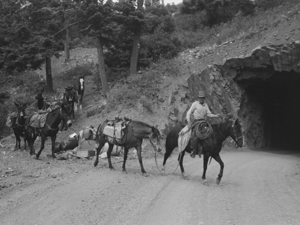 Sheepherders And Their Horses Moving Camp From Summer To Winter Range, Ouray County, Colorado By Russell Lee