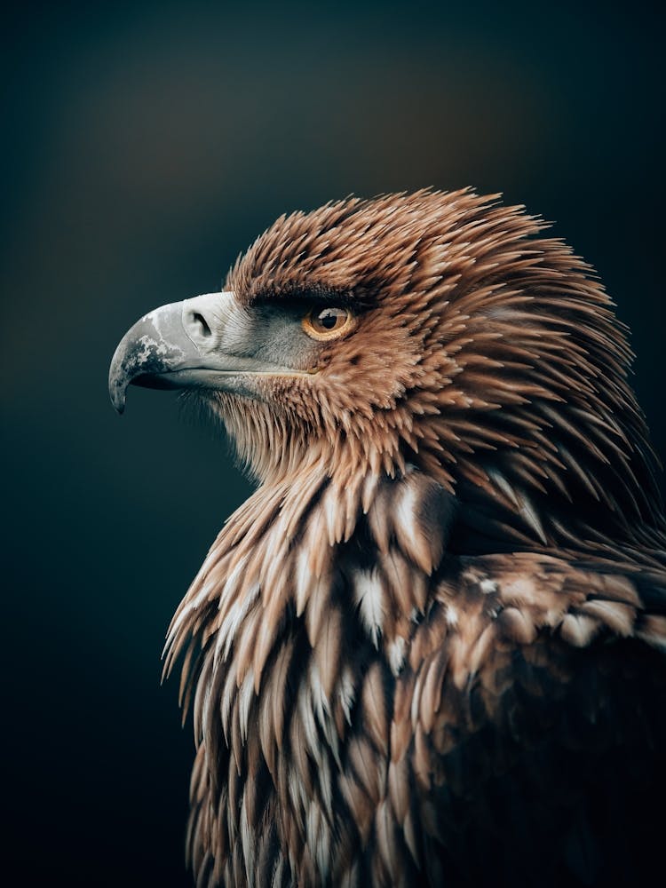 Steinadler