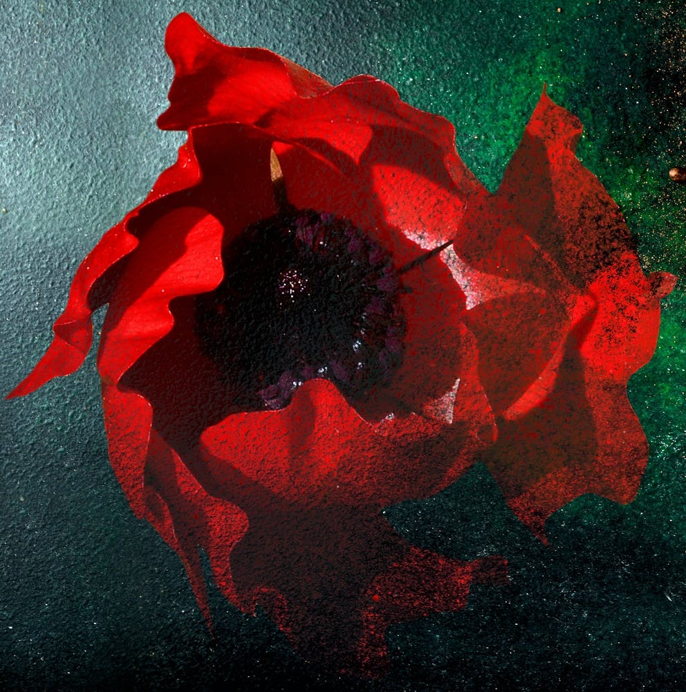 Poppy Madness Original Photography