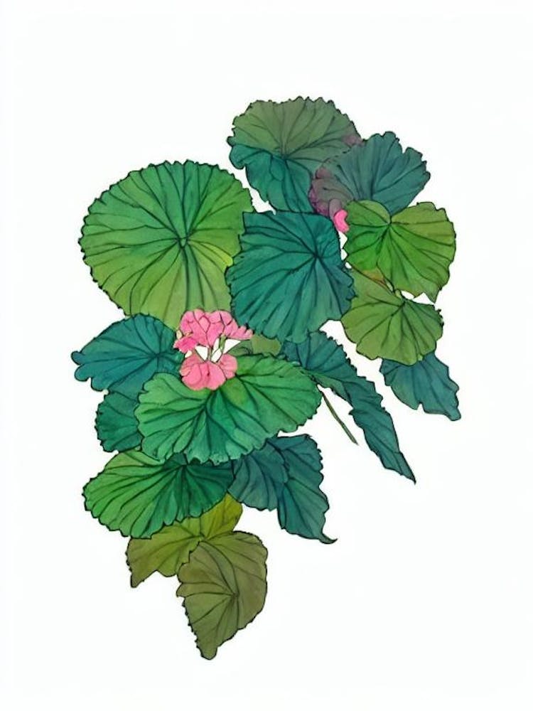 Rex Begonia (Begonia Rex) Watercolor