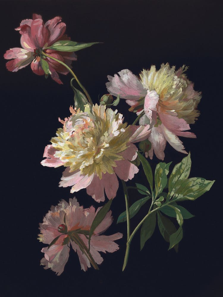 Peonies 3