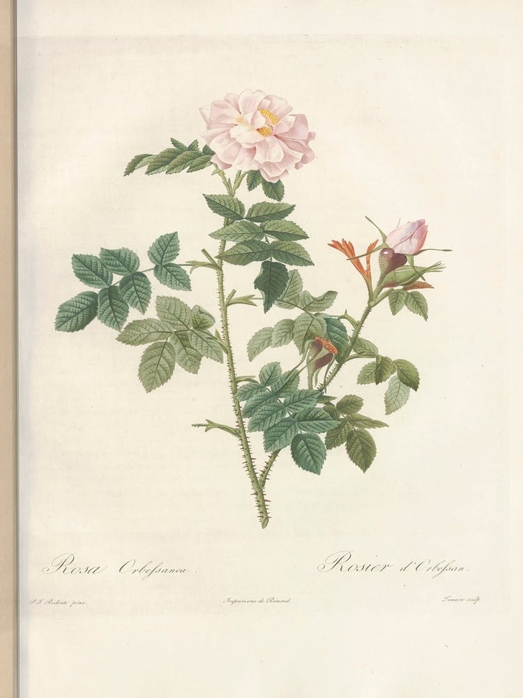 Rose Illustration, Pierre Joseph Redoute (90)
