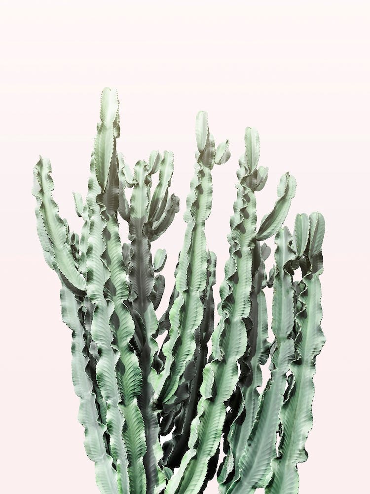 Blush Cactus