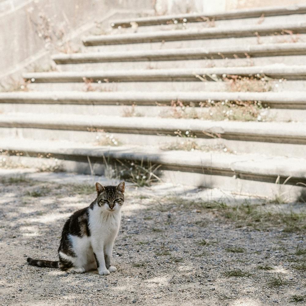 Cat Of The Mansion, Colour St Sebastian, Spain Square