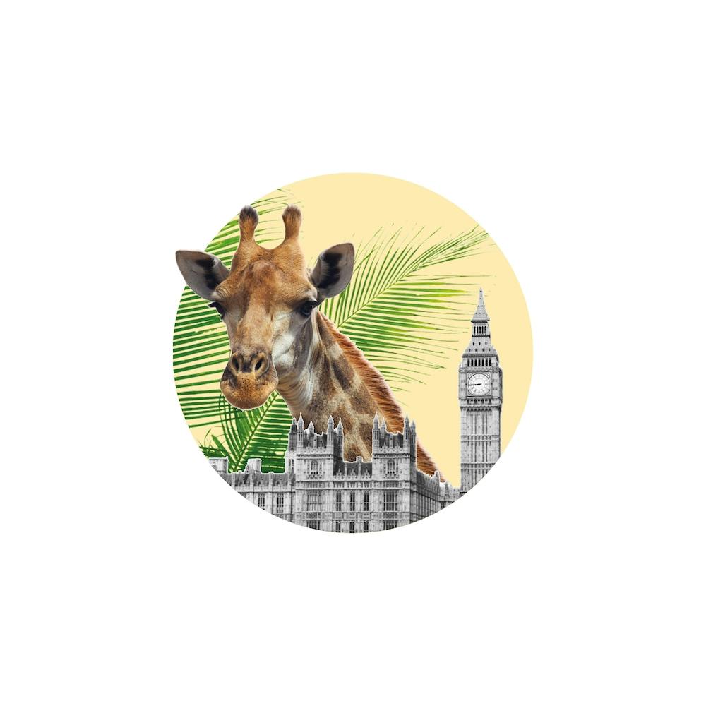 Giraffe Collage Square