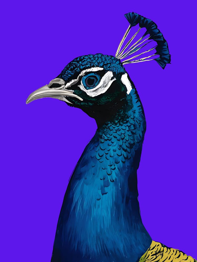 Peacock 7