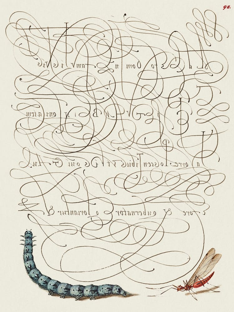 Raupe und Insekt aus Mira Calligraphiae Monumenta, Joris Hoefnagel