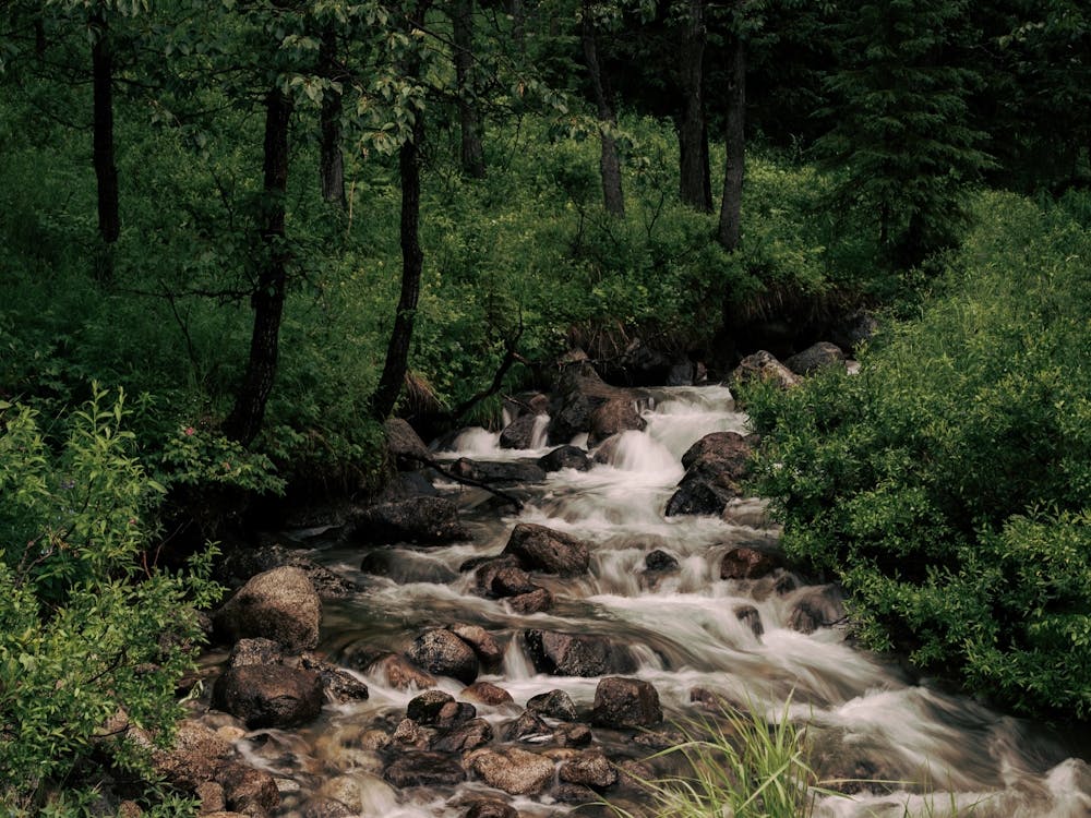 Forest Stream