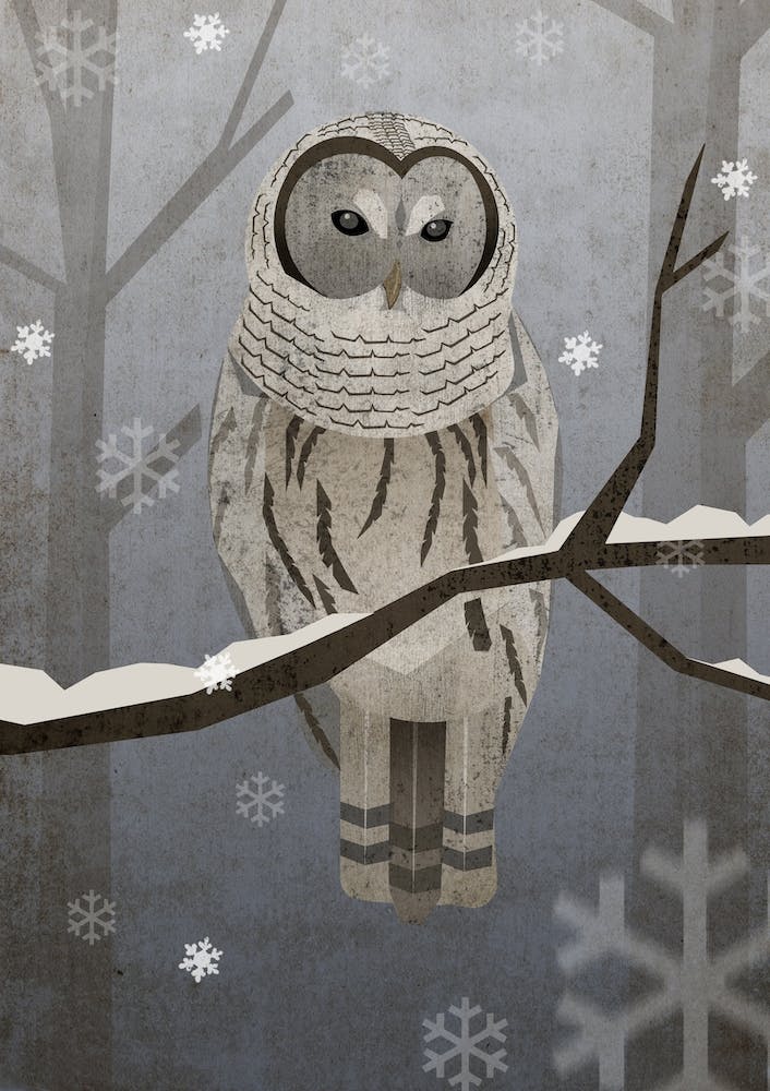 Illustration Eule