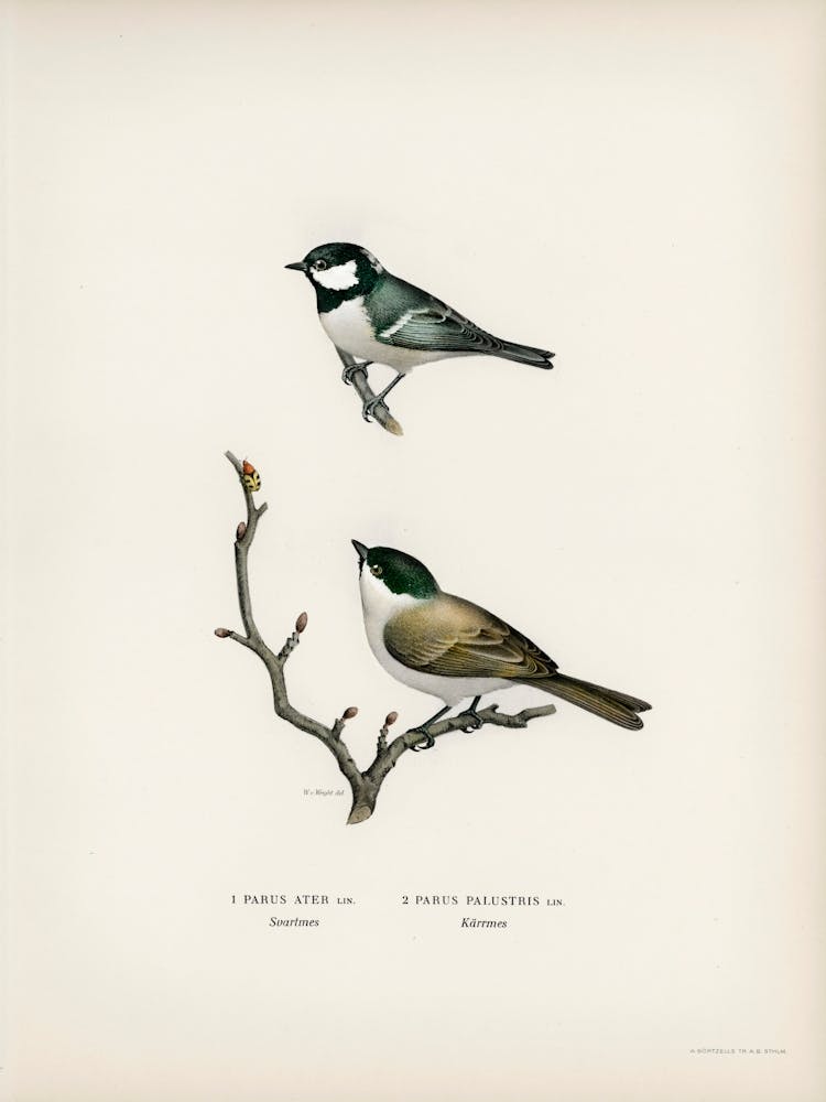 Coal Tit (Parus Ater) And Marsh Tit (Parus Palustris), The Von Wright Brothers