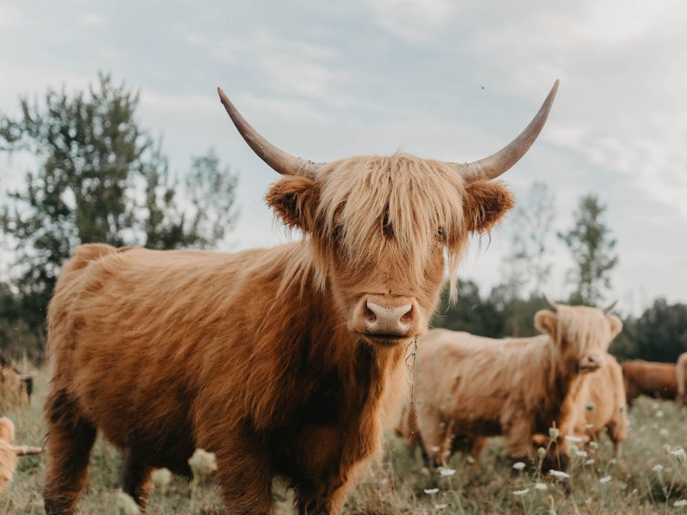 Curious Highland Cow