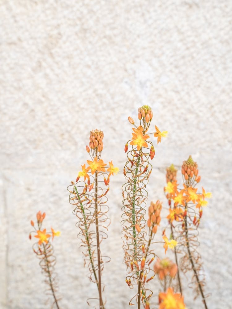 Let'S Bloom