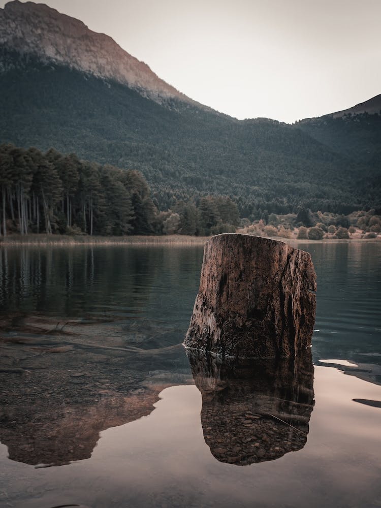 Tree Stump In Lake