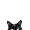 Amused Photography Canvas Art