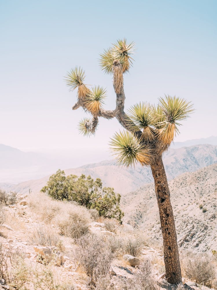 Joshua Tree