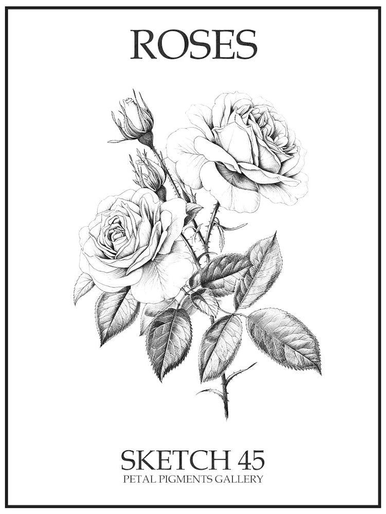 Roses Sketch 45 Poster