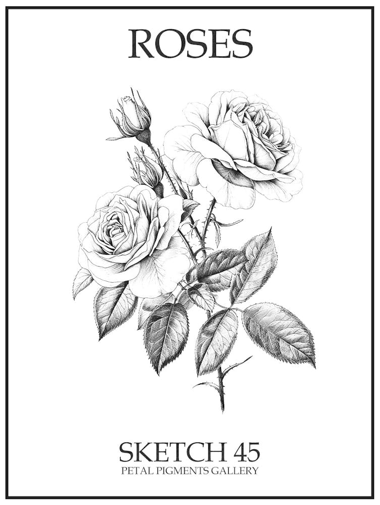 Roses Sketch 45 Poster