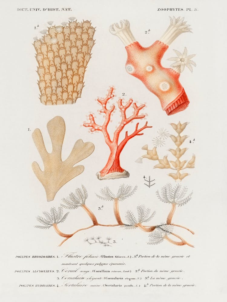 Different Types Of Corals, Charles Dessalines D'Orbigny