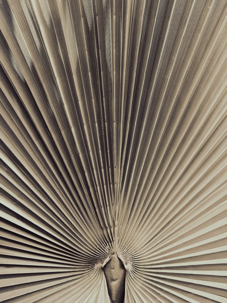 Palm Leaf Gold_2192467