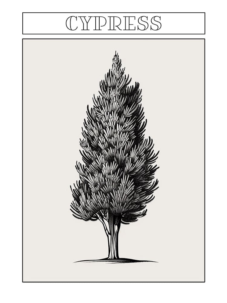 Cypress Tree Minimalistic Drawing 3 Poster