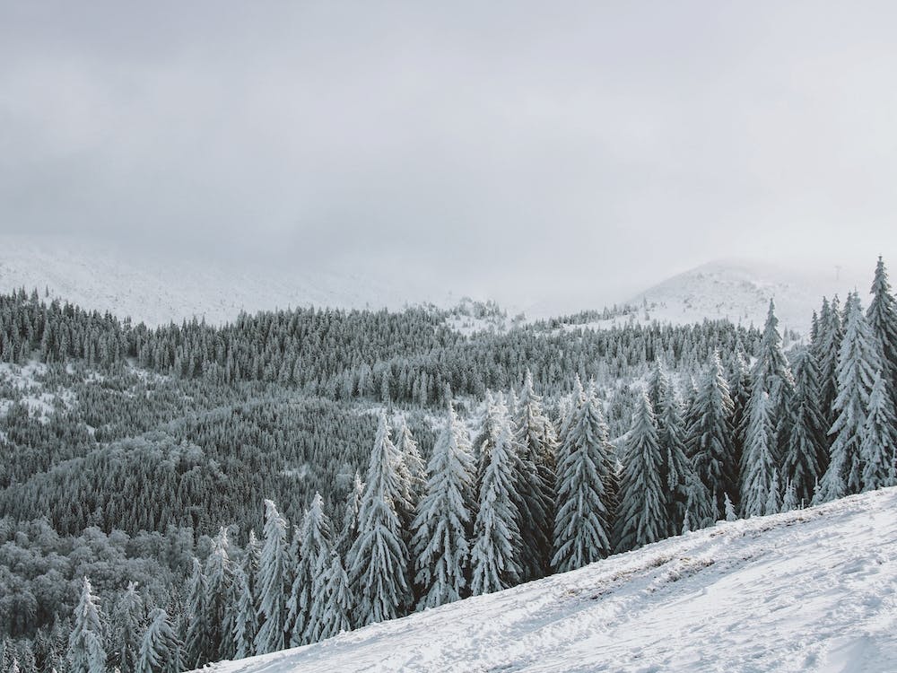 Snowy Forest