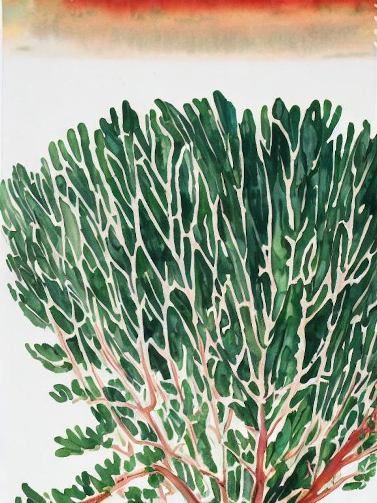 Acropora Muricata Vintage Graphic Watercolour