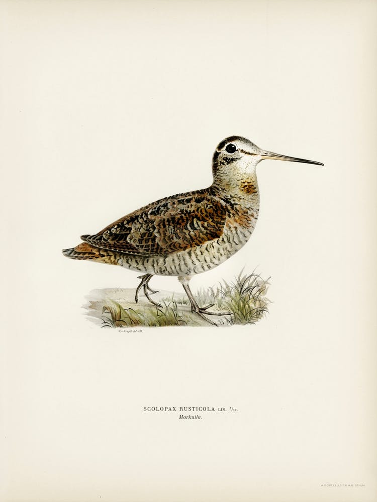 Eurasian Woodcock, The Von Wright Brothers