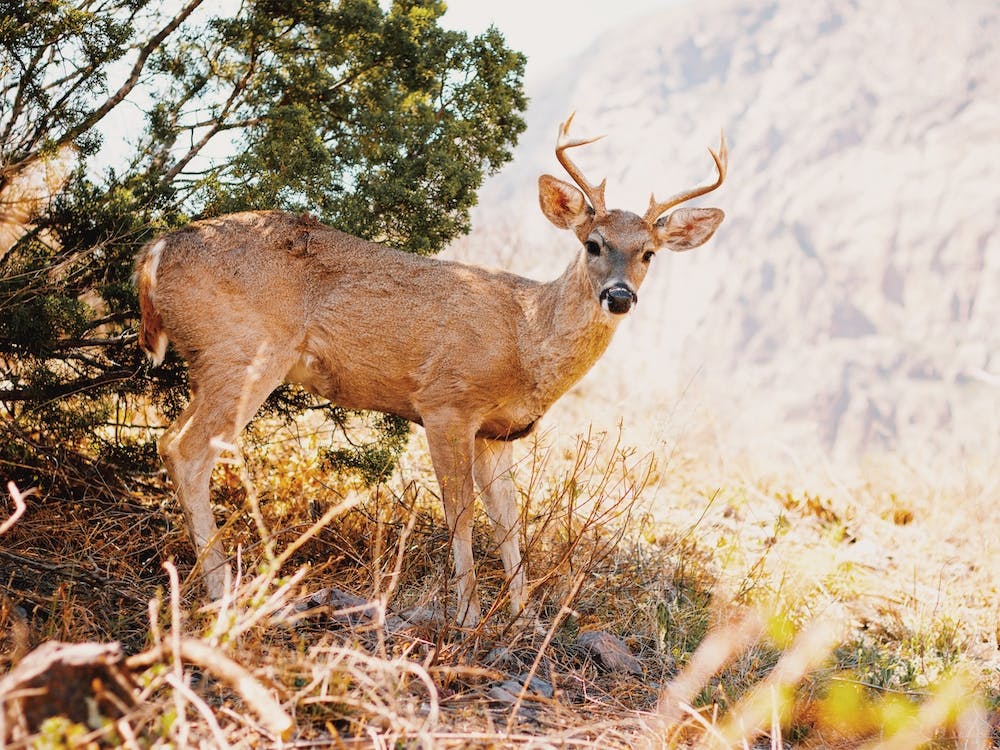 Desert Deer