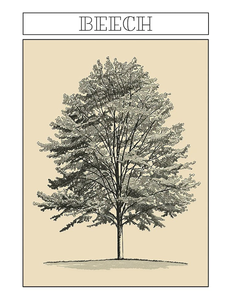 Beech Tree Minimalistic Drawing 2 Poster