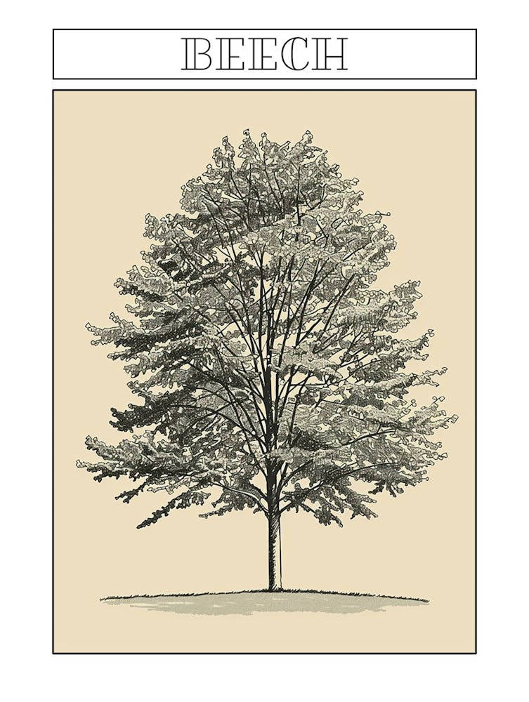 Beech Tree Minimalistic Drawing 2 Poster
