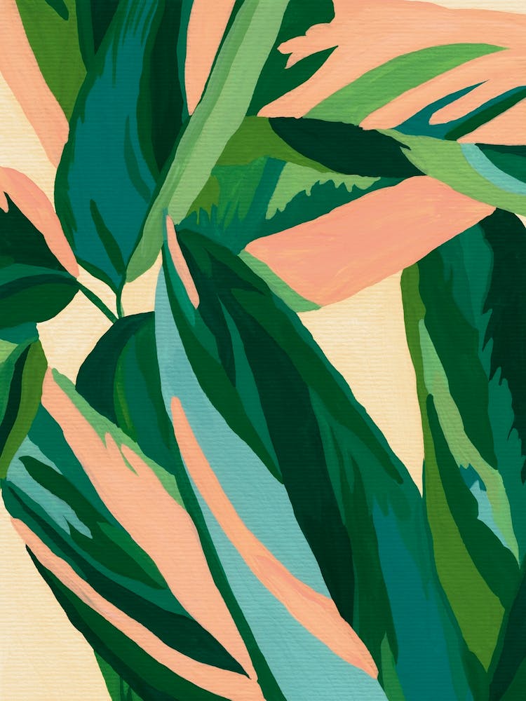 Calathea Triostar Is For Plantlovers