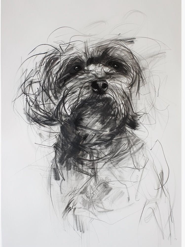 Havanese Dog Charcoal Line 1