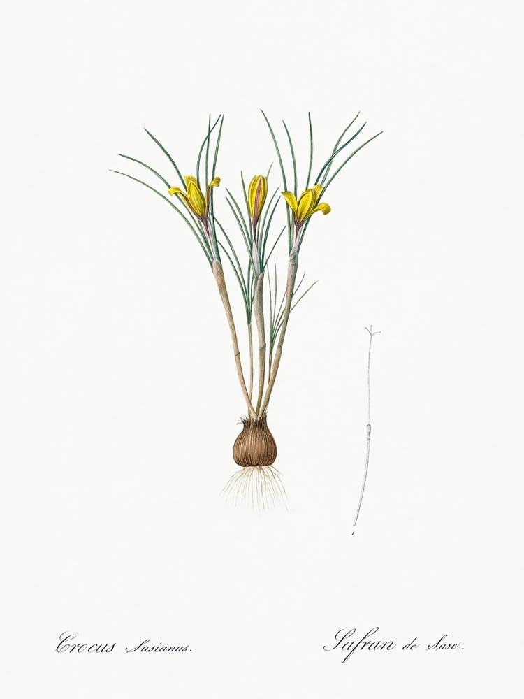 Cloth Of Gold Crocus Illustration From Les Liliacées (1805), Pierre Joseph Redoute